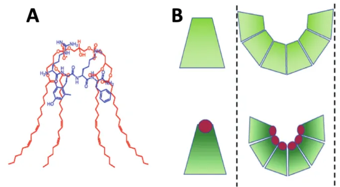 Figure 1. Interaction of cardiolipin (shown in red) with the Szeto–Schiller tetrapeptides (shown in blue) increases the  conical shape of cardiolipin (A)