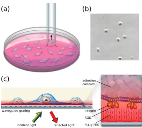 Figure 1. Illustration of the methods used to measure cell adhesion (a). The computer-controlled micropipette (CCMP) automatically visits each detected cell and probes them by applying a preset negative pressure