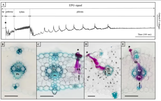 Fig. 1. An examplar EPG waveform of Psammotettix alienus with stained salivary sheaths