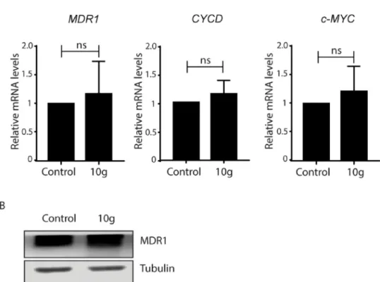 Fig. 5. 10g treatment does not affect MDR1 expression in MCF-7/KCR cells. A. Treatments with 10g do not induce significant changes in the transcript levels of MDR1, CYCD and c-MYC