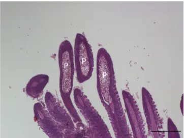 Fig. 7. Posterior end of M. dechtiari plasmodium (P) close to the tip of filament. 