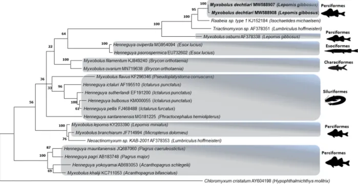 Fig. 9. Phylogenetic tree generated by maximum likelihood analysis of ssrDNA sequences of Myxobolus dechtiari and other closely related myxosporean species  identified by BLAST; GenBank accession numbers and their host name shown after the species name