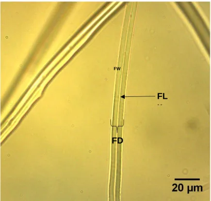 Figure 3. A magnified fibre from macerated wood from a 4-year-old Eucalyptus hybrid  species