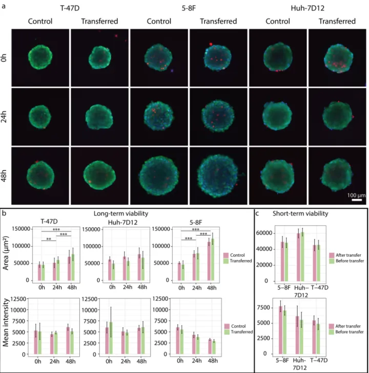 Figure 7.  Short- and long-term viability assay of spheroids. (a) Fluorescence images of the control and  transferred spheroids at 0–24–48 h, stained by calcein AM, ethidium homodimer-1 and Hoechst 33342