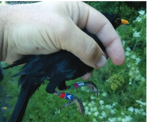 Figure 1. Adult male specimen of Common Blackbird (Turdus merula) marked with a  combination of aluminium and coloured plastic rings