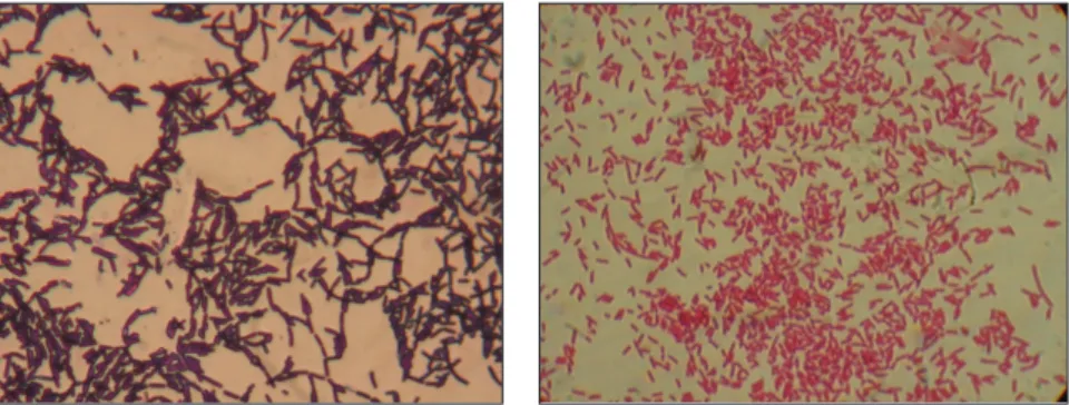 2.3. ábra. A Bacillus subtilis és az Escherichia coli pálca alakú baktériumok  mikroszkópi képe