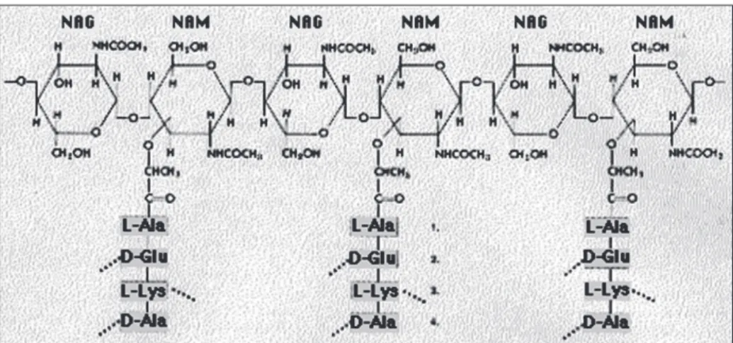 2.15. ábra. A peptidoglikán felépítésében részt vevő glükán és a keresztkötő  peptidek szerkezete (NAG: N-acetil-glükózamin, NAM: N-acetil-muraminsav)