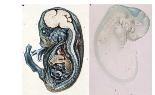5. ábra A, Trypan Blue festékkel befecskendezett tengerimalac embrió (Wislocki, 1920); B, E19 stádiumú festett sertésembrió  (Weed, 1917)  15
