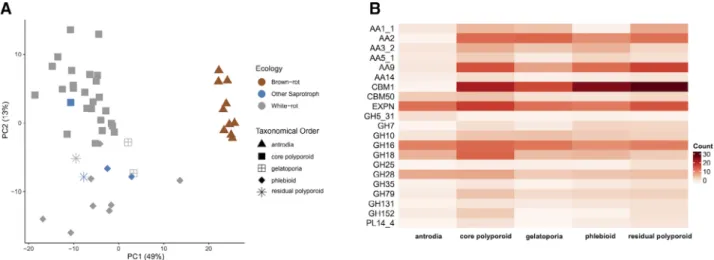 Information Fig. S7; Table S6). Among white rotters, the phlebioids had reduced numbers of laccase genes (Kruskal – Wallis test, P value &lt;0.05), whereas core  polyp-oroids were enriched for GH18 chitinases and for GH79 β -glucuronosidases, which target 