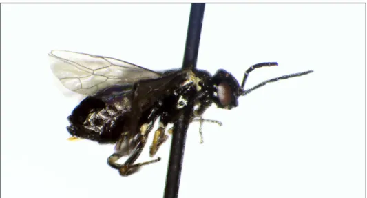 Fig. 1: Endelomyia filipendulae Lacourt, 1998 female