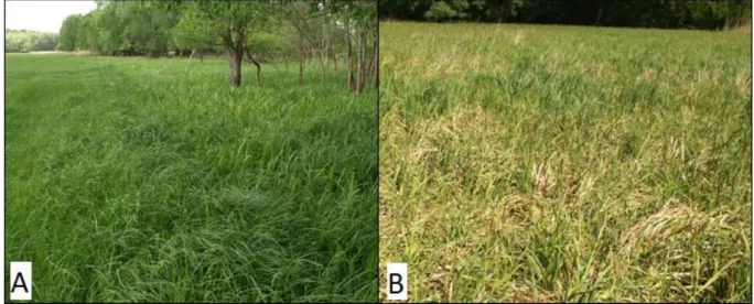 Figure 2. Effects of mowing (A) and accumulation of dry biomass on the soil surface (B) 