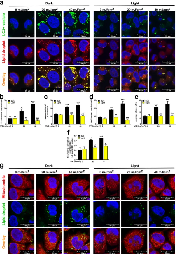 Fig. 6. UVB induces lipophagy in a CPD-dependent fashion HaCaT keratinocytes (n  = 2  × 10 5  cells) were treated with 20 or 40 mJ/cm 2  UVB, then cells were  harvested