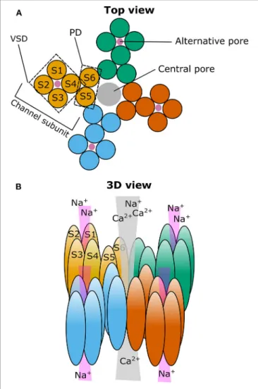 FIGURE 1 | Cartoon illustrating the putative localization of the central and alternative ion pore in TRPM3