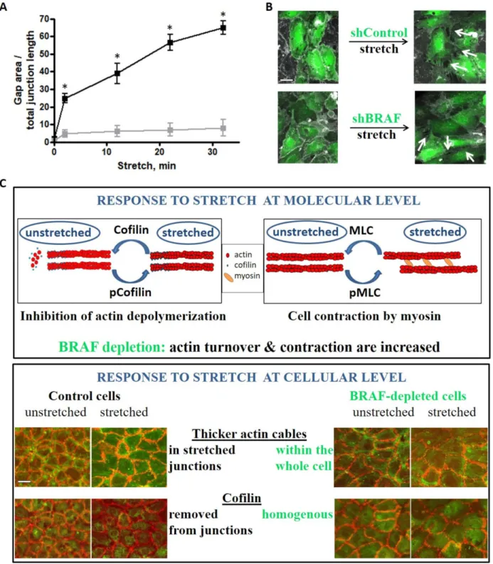 Figure 5. Stretch-induced gap formation is prevented between BRAF-depleted endothelial cells