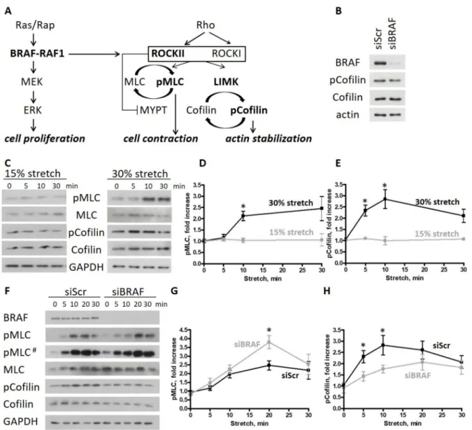 Figure 1. BRAF knockdown increases cell contractility and actin turnover upon stretch in endothelial monolayers.