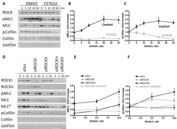 Figure 2. ROCKII is required for the phosphorylation of cofilin upon stretch in endothelial monolayers