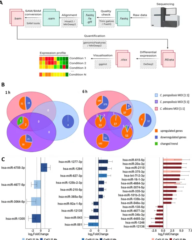 FIG 2 Differentially expressed genes (DEGs) and dysregulated miRNAs in host responses following fungal stimuli