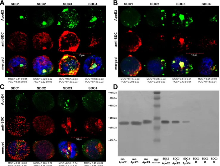 Figure 2. Colocalization of ApoEs and SDCs. SDC transfectants were treated with either of the FITC-ApoEs for 3 h at 37 ◦ C.