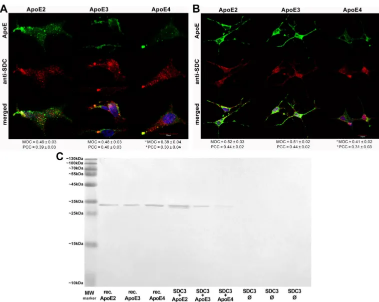 Figure 3. Colocalization of ApoEs with SDC3 in SH-SY5Y cells. (A,B) Undifferentiated (A) or differentiated (B) SH-SY5Y cells were treated with either of the FITC-ApoEs for 3 h at 37 ◦ C