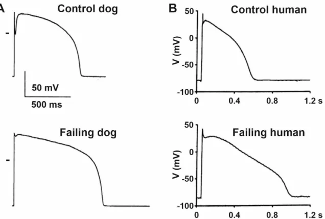 Figure 2. Characteristic ventricular action potentials from control and failing (A) dog and (B) human ventricular cardio- cardio-myocytes show significantly prolonged action potentials with impaired early repolarization notch