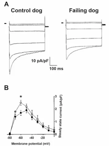 Figure 4. I K1  is downregulated in heart failure. (A) Representative current traces from control and failing dog ventricular  myocytes using voltage steps between −150 mV and −50 mV using 20 mV increments