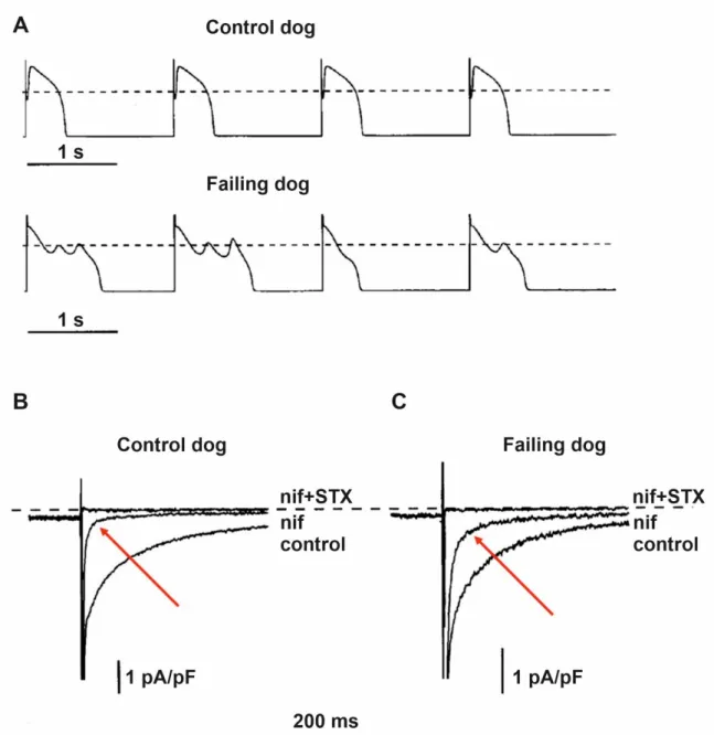 Figure 5. Increased late sodium current (I NaL ) and repolarization abnormalities in dogs with heart failure