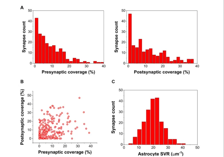 FIGURE 1 | Astrocyte related geometric parameters of the 208 investigated synapses. (A) Distribution of pre-and postsynaptic coverage of synapses by astrocyte processes