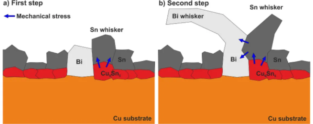 Fig. 8. Growth mechanism of the Bi – Sn whisker couples.  