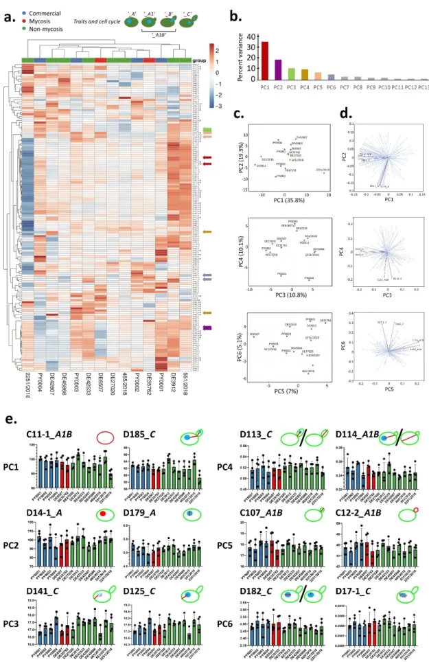 Figure 2. Evaluation of high-throughput single-cell phenotyping data. (a) Phenotypic clustering of measured traits, with unit variance scaling applied to rows