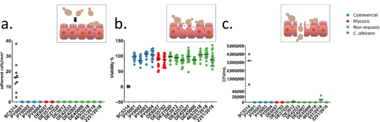 Figure 2. Evaluation of high-throughput single-cell phenotyping data. (a) Phenotypic clustering of measured traits, with  unit variance scaling applied to rows