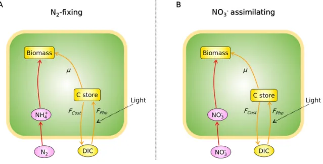 Fig. 1. Schematics of the cell flux model of Cyanothece (CFM-Cyano) in (A) N 2 -fixing cells and in (B) NO 3  assimilating cells