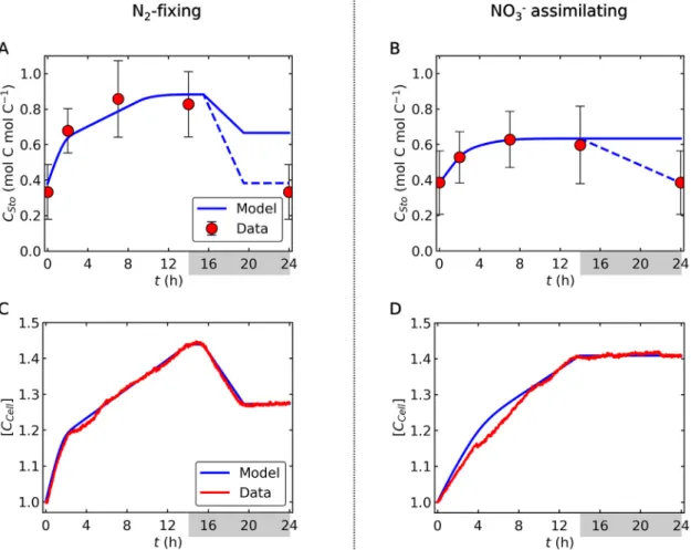 Fig. 3. C storage and biomass C in N 2 -fixing and NO 3  assimilating cells. Blue curves are model results, while red circles and curves represent experimental data