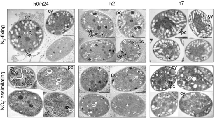 Fig. 4. Transmission electron microscopic images of Cyanothece cells harvested at h0/h24, h2 and h7 in the light period