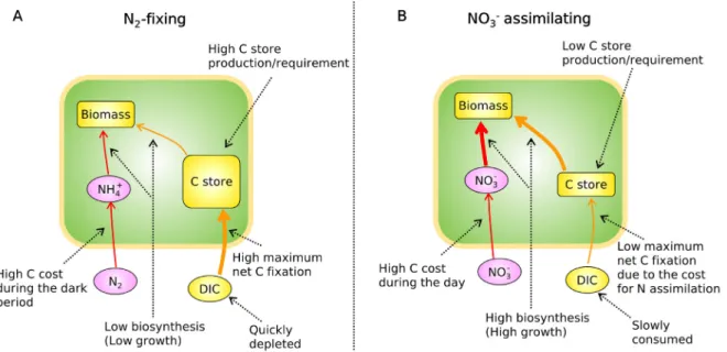Fig. 7. Summary of this study: differences in metabolisms between N 2 -fixing and NO 3  assimilating situations