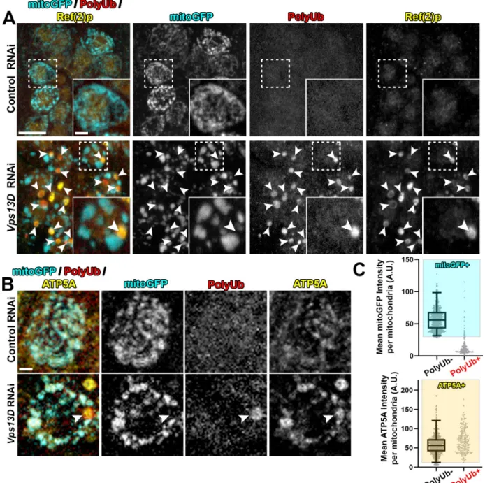 Fig 1. Neurons depleted for Vps13D contain mitophagy intermediates lacking matrix. Representative images of motoneurons in the larval VNC which co-express UAS-mitoGFP (cyan) with UAS-luciferase RNAi (control) (BL# 31603) versus UAS-Vps13D RNAi (BL# 38320),
