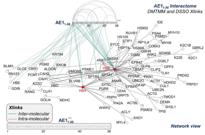 Figure 5. The interactome of AE1 1-56 , as gleaned from crosslinking mass spectrometry