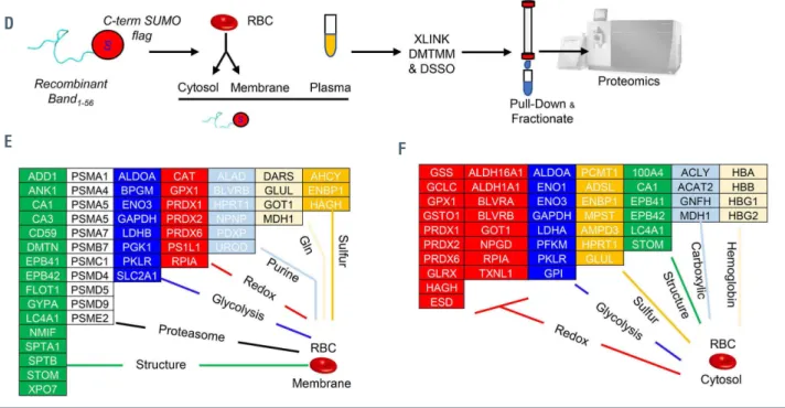 Figure 4. Thermal proteome profiling and crosslinking proteomics of recombinant peptide 1-56 of band 3 in red blood cell lysates