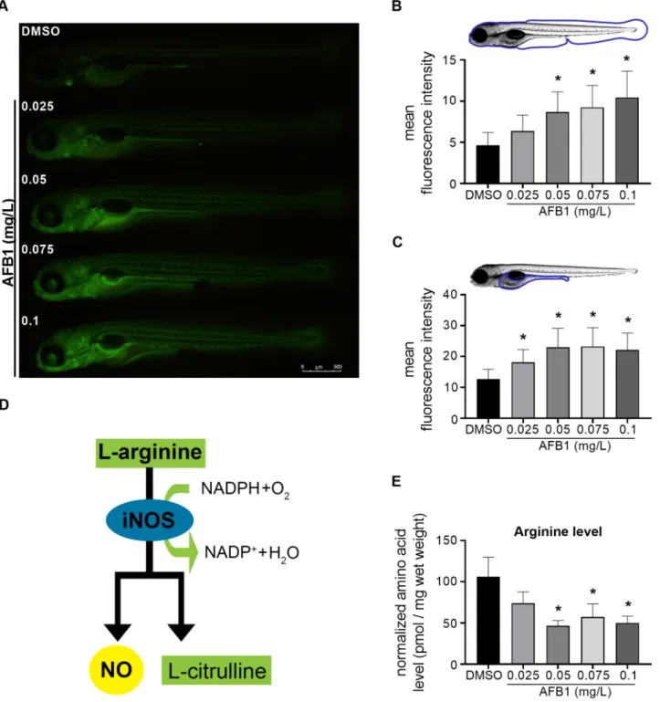 Fig. 5. AFB1 induces nitric oxide production and arginine depletion in zebrafish larvae