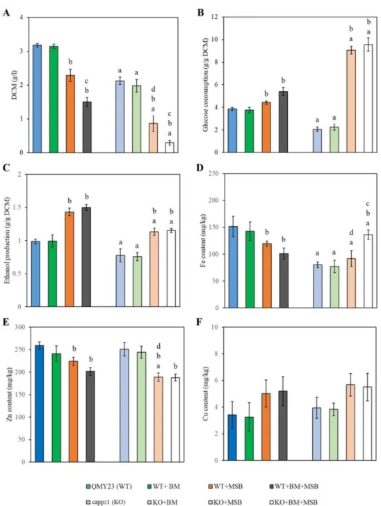Figure 4. The physiological effects of C. albicans protein phosphatase Z1 (CaPPZ1) gene deletion, betamethasone (BM) pre-treatment and/or menadione sodium bisulfite (MSB) on the growth (A), glucose utilization (B), ethanol production (C) and metal content 