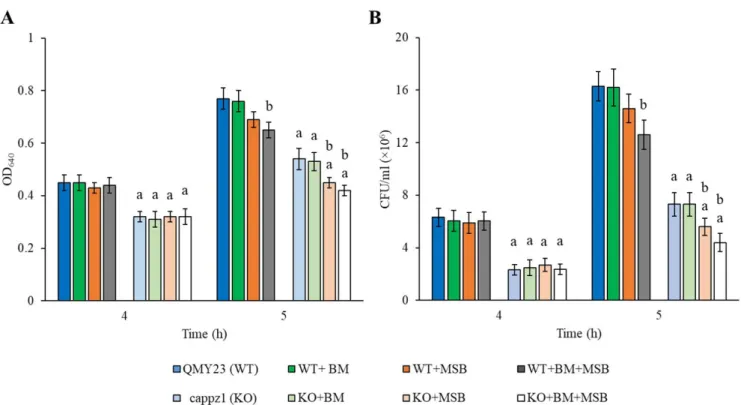 Figure 1. The physiological effect of C. albicans protein phosphatase Z1 (CaPPZ1) gene deletion, betamethasone (BM) treatment or/and oxidative stress on the growth rate of QMY23 (WT) and cappz1 mutant (KO) C