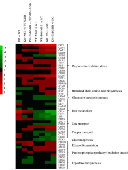 Figure 3. The effects of C. albicans protein phosphatase Z1 (CaPPZ1) deletion and stress conditions on the expression of selected genes of C