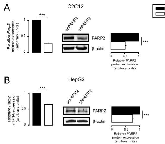Figure 1. Silencing of PARP2 in C2C12 myoblasts and HepG2 cells. (A) A total of 200,000 scPARP2  or shPARP2 C2C12 cells were seeded into 6-well plates, and the expression of PARP2 was  deter-mined by RT-qPCR (n = 3) and Western blotting (n = 3)