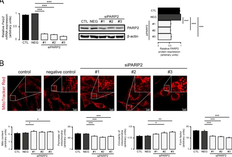 Figure 3. Acute silencing of PARP2 leads to mitochondrial fragmentation. (A,B) A total of 30,000 C2C12 cells were seeded  into 24-well plates, and PARP2 was transiently silenced using three types of siRNAs (n = 3)