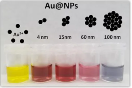 1. ábra: Arany nanorészecskék vizes szoljának színváltozása a részecskék  méretének növekedésével (nTRACK ® )