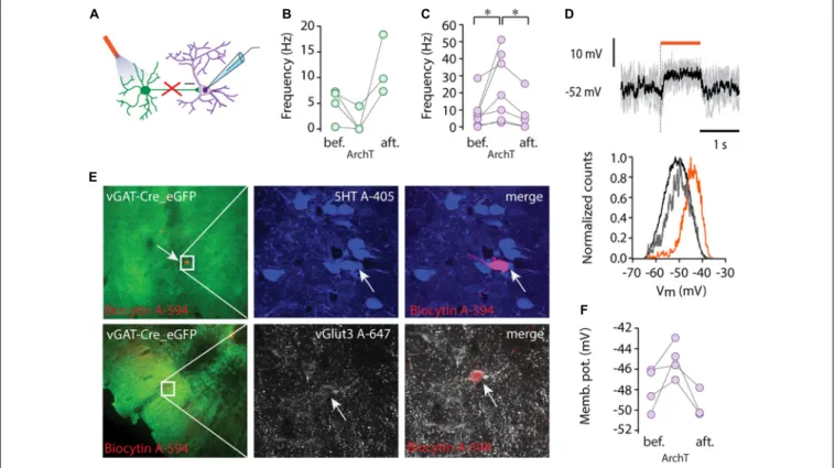 FIGURE 2 | Tonic inhibition by local GABAergic neurons. (A) Schematic showing recording configuration during optogenetic stimulation of GABAergic cells (ArchT, 593 nm)