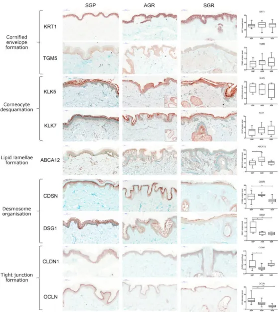 Figure 2. Prominently weakened cell junction components characterize SGR and AGR skin regions compared with GP areas under steady-state