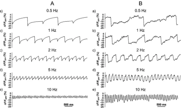 Figure 6: Effect of a frequency modulated E-field with an amplitude of 150 kV/cm on the ﬂ uorescence changes of QR35-PSMA under (A) 1P excitation (460 – 495 nm) and (B) 2P excitation (900 nm).
