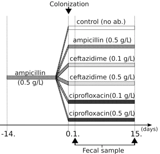 Figure 10. Colonization protocol used in our experiments. 
