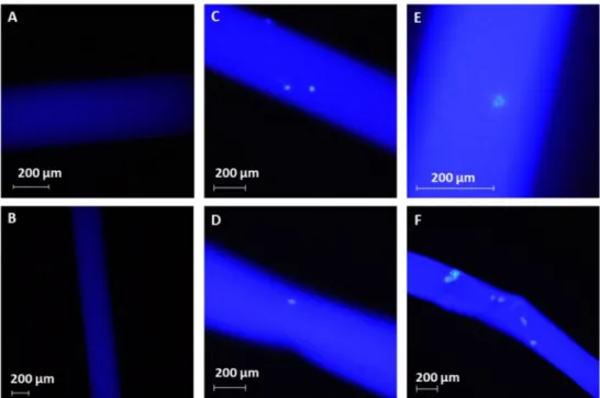 Figure 2. Fluorescence images of the treated fibers. Panels (A,B): background illumination of the untreated fibers