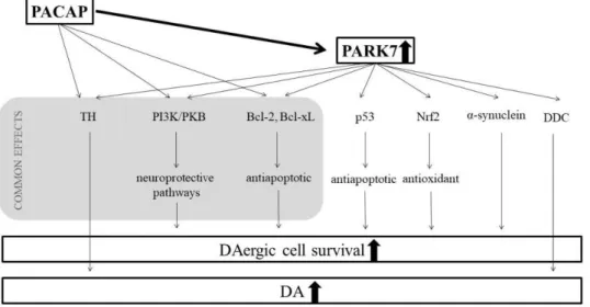 Figure 5. Possible connections between the protective mechanisms of PACAP and PARK7 proteins